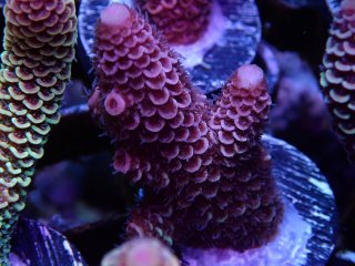  Acropora Frag<br>Spathulata Purple/Gold