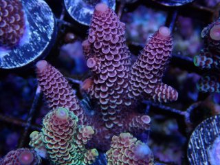  Acropora Frag<br>Spathulata Purple/Gold