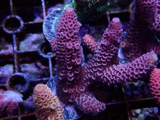  Acropora Frag<br>Spathulata Purple/Gold