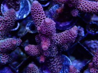  Acropora Frag<br>Spathulata Purple/Gold