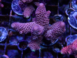  Acropora Frag<br>Spathulata Purple/Gold