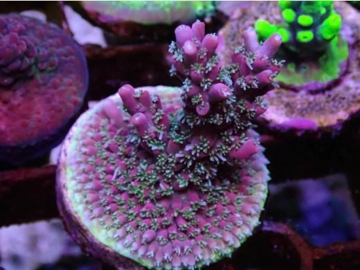 CE Acro Wonder Woman - AQUASTAGE 518
