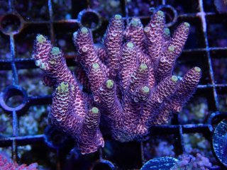 Tiny Acro<br/>Millepora Pink