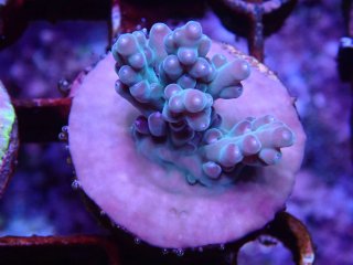 CE Acro <br/>Deep Water Blue