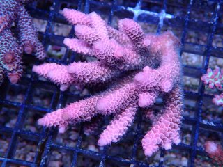 IF Acro <br/>Spathulata Pink