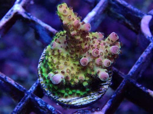 081300E AOSP on coral 64GB 美品 081300E AOSP on coral 64GB 美品 - メルカリ