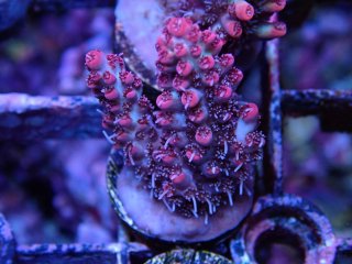  Acropora Frag<br>Strawberry S-CAKE  2ܥå