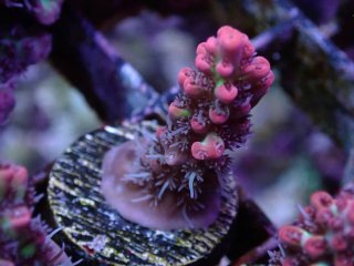  Acropora Frag<br>Strawberry S-CAKE  2ܥå