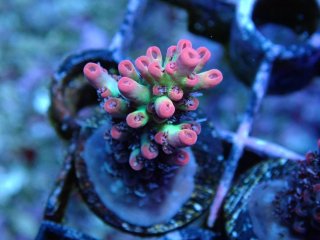  Acropora Frag<br>Strawberry S-CAKE  2ܥå