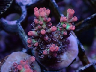  Acropora Frag<br>Strawberry S-CAKE  2ܥå