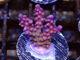  Acro Frag<br>Fireworks rainbow