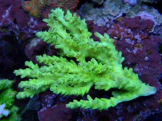 Tiny Acro<br/>Acropora sp