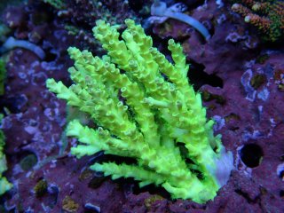 Tiny Acro<br/>Acropora sp