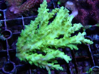 Tiny Acro<br/>Acropora sp