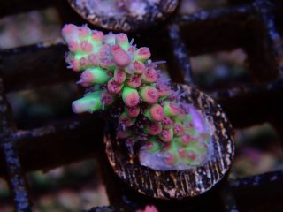  Acro Frag<br>Strawberry S-Cake