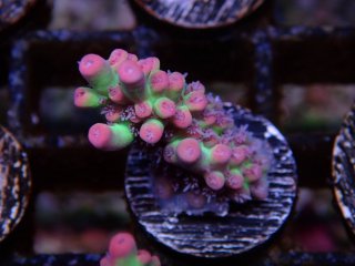  Acro Frag<br>Strawberry S-Cake