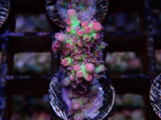  Acro Frag<br>Strawberry S-Cake