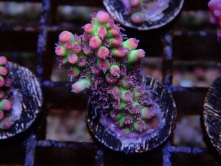  Acro Frag<br>Strawberry S-Cake