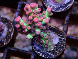  Acro Frag<br>Strawberry S-Cake