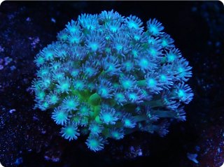 MK Goniopora<br/>Purple/Green