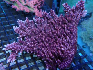 Acropora<br>Hyacinth Red