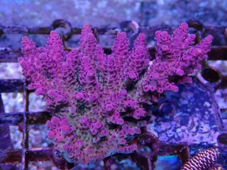 Acropora sp<br>