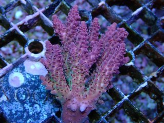 Acropora sp<br>