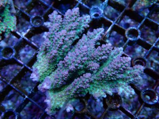 Acropora<br>Nasuta 