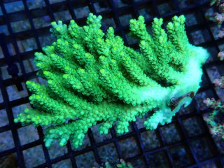 Acropora <br>Horrida