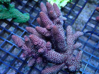 Acropora <br>Spathulata