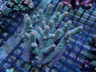 Acropora <br>Prostrata