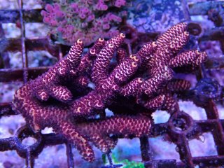 Acropora <br>Millepora Red