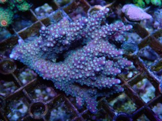 Acropora <br>Joker