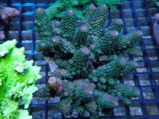 Acropora <br>Humilis