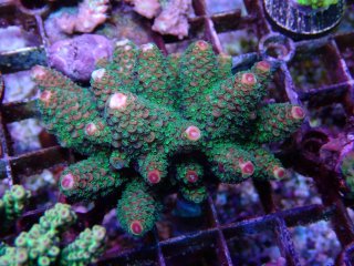 Acropora <br>Humilis