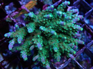 Acropora <br>Joker