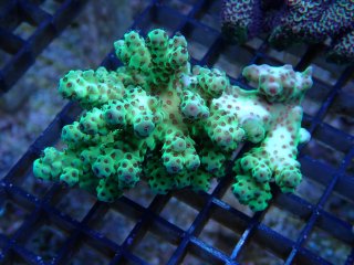 Acropora <br>Sarmentosa