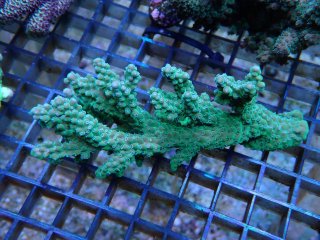 Acropora sp <br>