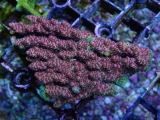 Acropora  <br>Hyacinth 