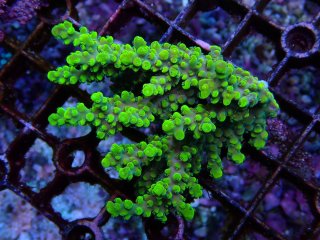 Acropora  sp<br>