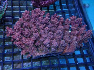 Acropora  <br>anthocercis