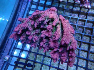 Acropora sp <br>