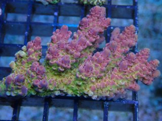 Acropora <br>Del Fuego