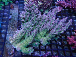 Acropora<br>Nasuta 