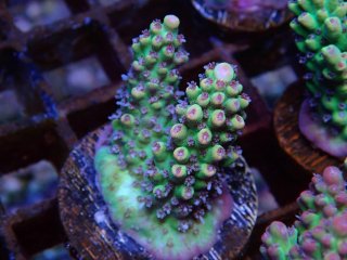  Acro Frag<br>Strawberry S-Cake