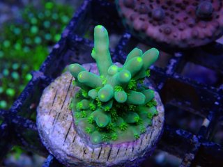 CE Acro <br/>Loripes Mint Green