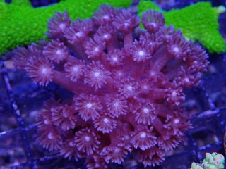 CE Goniopora<br/> Purple Gulliter