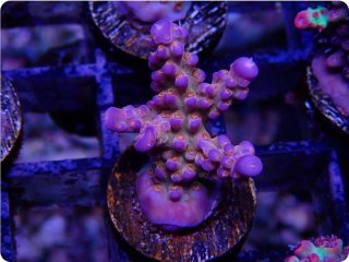  Acropora Frag<br>Fireworks Rainbow