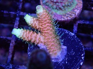  Acro Frag<br>Campari Orange