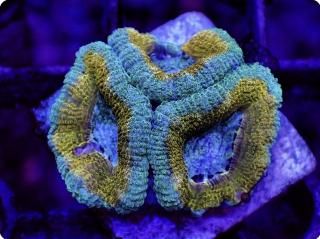 ｶｸｵｵﾄｹﾞｷｸﾒｲｼ - AQUASTAGE 518